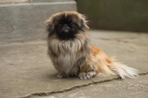 Pekingese sitting on the ground looking at the camera Foto stock