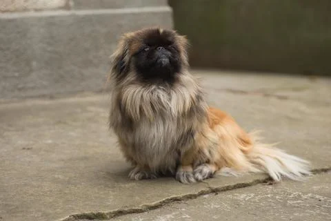 Pekingese sitting on the ground looking at the camera Stock Photos