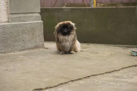 Pekingese sitting on the ground looking at the camera Stock Photos