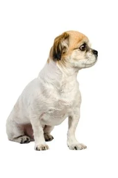 Pekingese on white Stock Photos