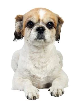 Pekingese on white Stock Photos