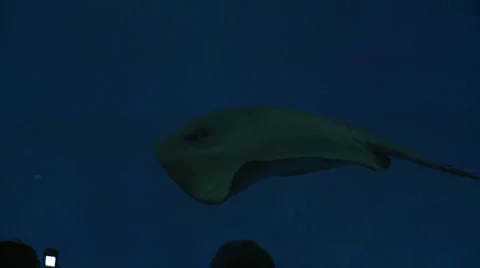 Pelagi stingray Stock Footage 1020131