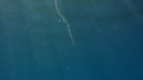 Pelagic Alciopid Polychaete Worm with Large Red Eyes Stock Footage 333364705