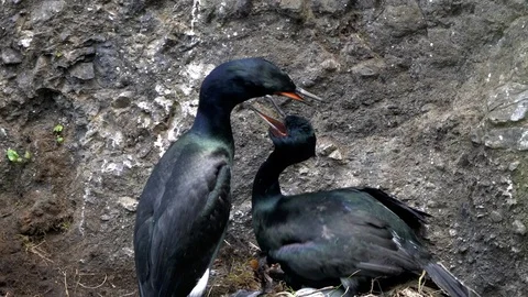 Pelagic cormorant couple nesting on a cliff at olympic national park Stock Footage 100701062