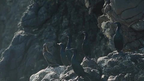 Pelagic Cormorants drying on a rock 스톡 동영상 88285910