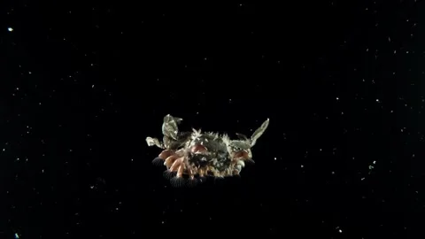 Pelagic swimming crab full of barnacles 60FPS 2 of 3 Stock Footage 345052977