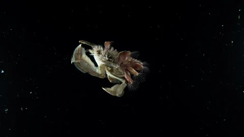 Pelagic swimming crab full of barnacles 60FPS 3 of 3 Stock Footage 345053022