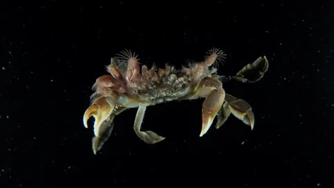 Pelagic swimming crab full of barnacles 60FPS 1 of 3 Видео 345053071