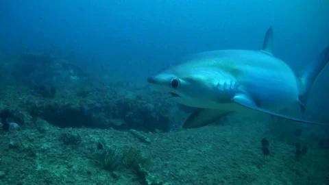 Pelagic Thresher Shark (Alopias pelagicus) Close Shot - Philippines Stock Footage