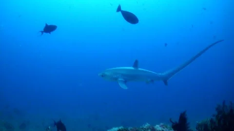 Pelagic Thresher Shark in Blue Water - Puerto Galera, Philippines Stock Footage