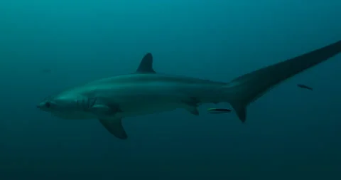 A Pelagic Thresher Shark Makes a Close Pass Stock Footage 236132321