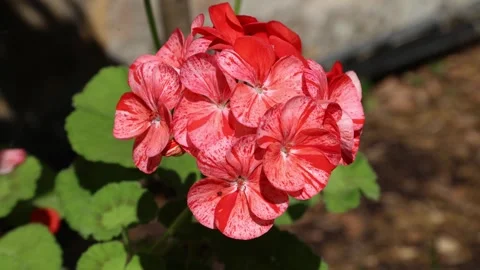 Pelargonium 005 Stock Footage 310164565