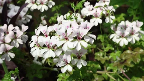 Pelargonium 006 Stock Footage 310164563