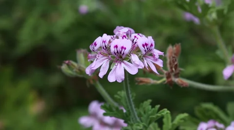 Pelargonium capitatum Stock Footage 63370765