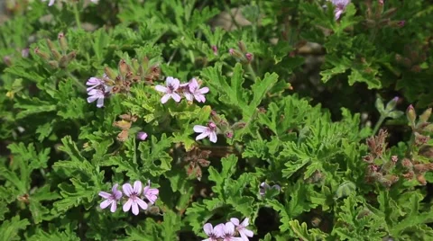 Pelargonium capitatum Stock Footage 63833437