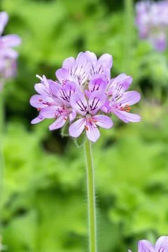 Pelargonium capitatum Stockfoto's
