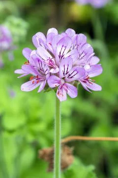 Pelargonium capitatum Stock Photos