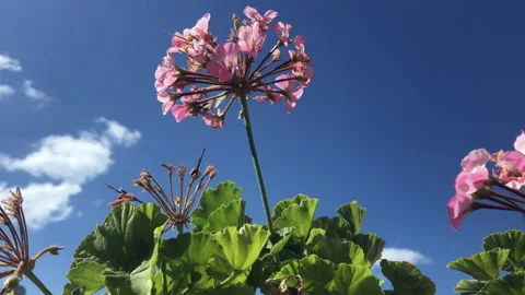 Pelargonium flower Stock Footage 141919380