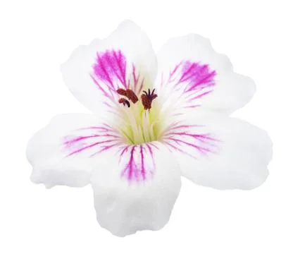 Pelargonium flower Stock Photos