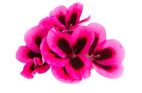 Pelargonium flower Stock Photos
