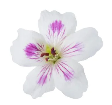 Pelargonium flower Stock Photos