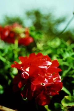 PELARGONIUM FLOWERS Stock Photos