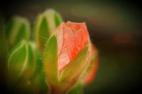 Pelargonium (geranium) bud in front of a blurred background. Stock Photos