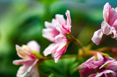 Pelargonium Geranium flowers Foto stock