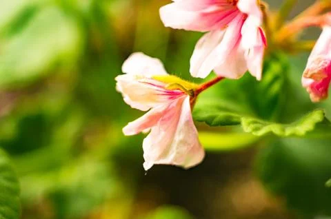 Pelargonium Geranium flowers Stock Photos
