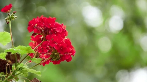 Pelargonium hortorum, commonly called zonal geranium, or garden geranium, is  Stock Footage 200446993