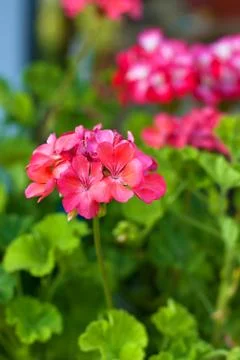 Pelargonium Stock Photos