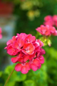 Pelargonium Stock Photos