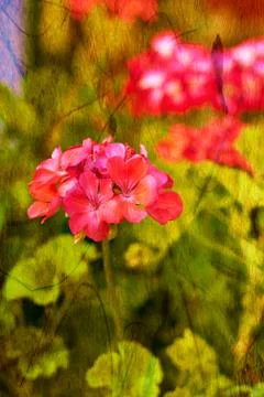 Pelargonium Stock Photos