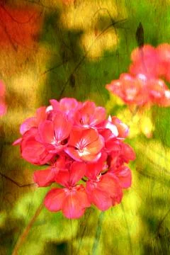 Pelargonium Stock Photos