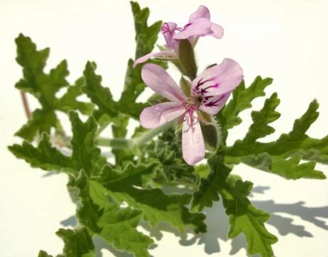 Pelargonium Stock Photos