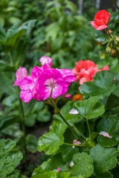 Pelargonium Stock Photos
