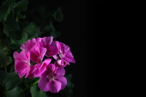 Pelargonium Stock Photos