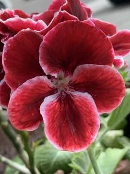 Pelargonium Stock-Fotos