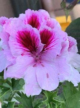 Pelargonium Stock-Fotos