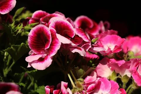 Pelargonium Stock Photos