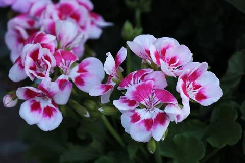 Pelargonium Stock Photos