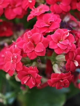 Pelargonium Stock Photos