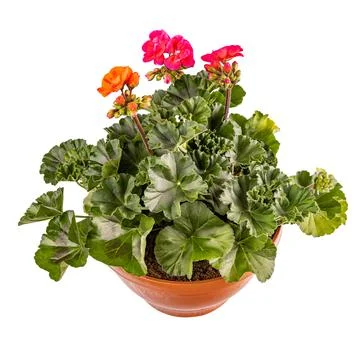 Pelargonium plant composition Stock Photos