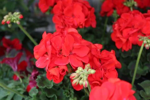 Pelargonium webcap in the garden Stock Photos