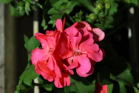 Pelargonium webcap in the garden Stock Photos