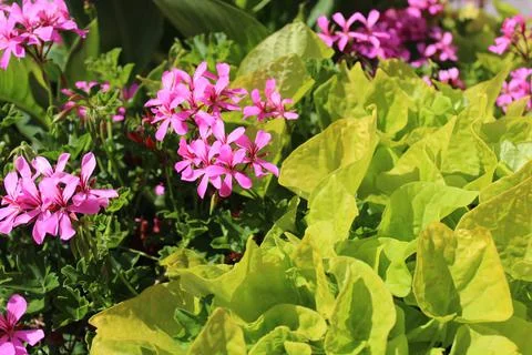 Pelargonium webcap in the garden Stock Photos