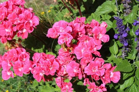 Pelargonium webcap Stock Photos