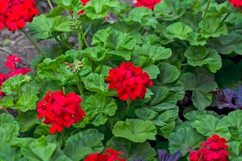 Pelargonium in the yard Stock Photos