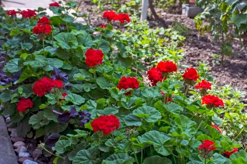 Pelargonium in the yard Stock Photos