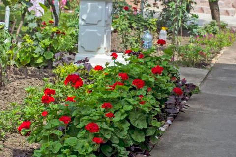 Pelargonium in the yard Stock Photos